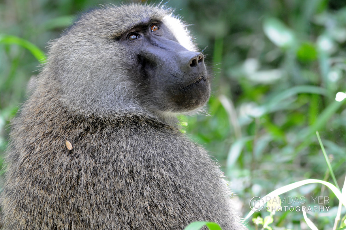 Zimbabwe Wildlife – Ramdas Iyer Photography
